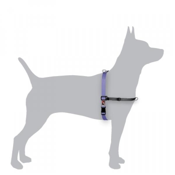 Black Dog Balance Dog Halter with Front & Back attach D-Rings - Medium - Purple