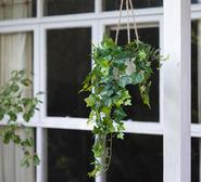 98Cm English Ivy Artificial Plant A In Hanging Planter Green
