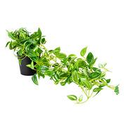 72Cm Artifical Hanging Potted Weeper Green